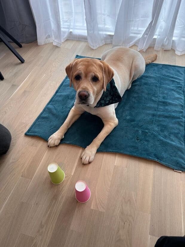 Ein gelber Labrador mit Kopftuch liegt auf einer blauen Matte im Haus, vor ihm stehen zwei bunte Becher auf dem Holzboden - perfekt für spenden und soziale Projekte, die Freude und Unterstützung in die Gemeinschaft bringen.